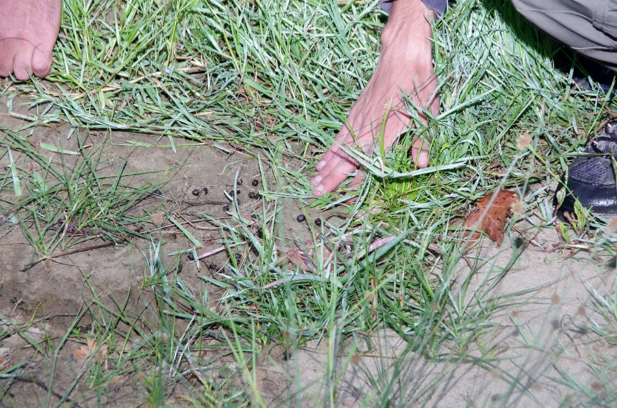 MRBG0405.jpg - 3. G�n | "Seher y�r�y��� - Ku� ve do�a g�zlemleri" | Derey�r�k K�y�, Osmaneli