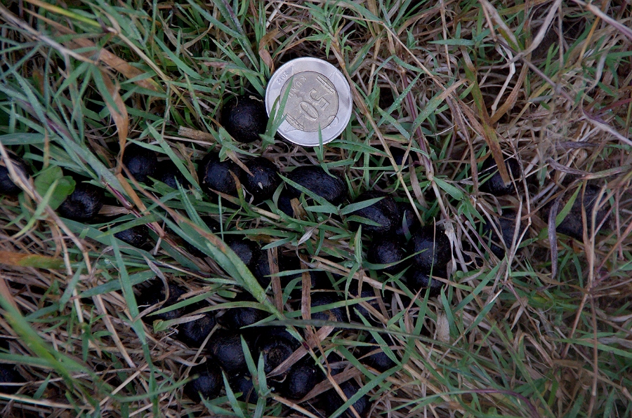 MRBG0422.jpg - 3. G�n | "Seher y�r�y��� - Ku� ve do�a g�zlemleri" | Derey�r�k K�y�, Osmaneli