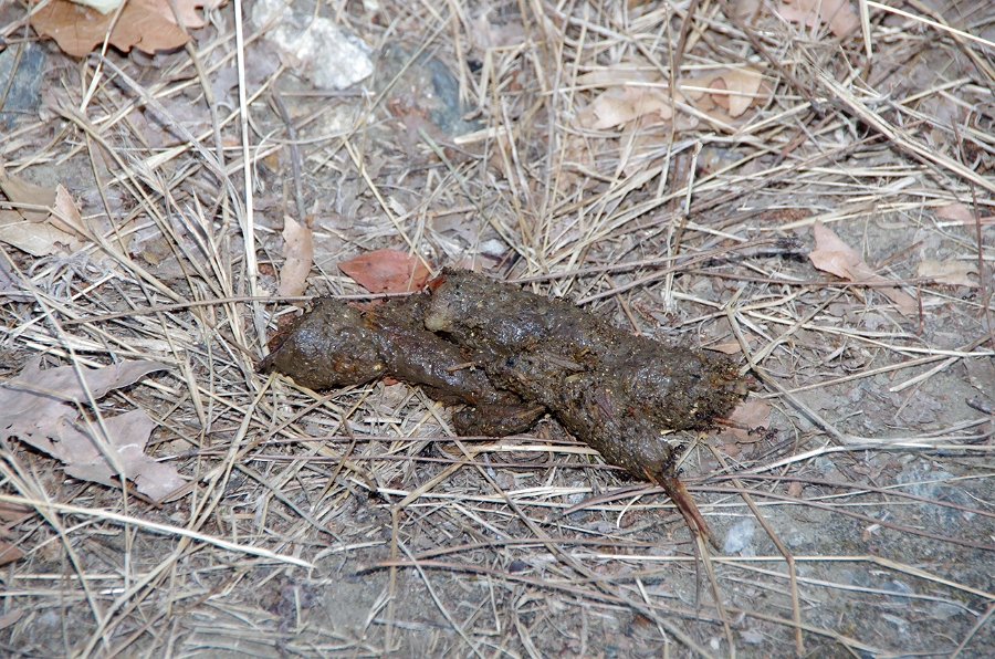 MRBG0426.jpg - 3. G�n | "Seher y�r�y��� - Ku� ve do�a g�zlemleri" | Derey�r�k K�y�, Osmaneli