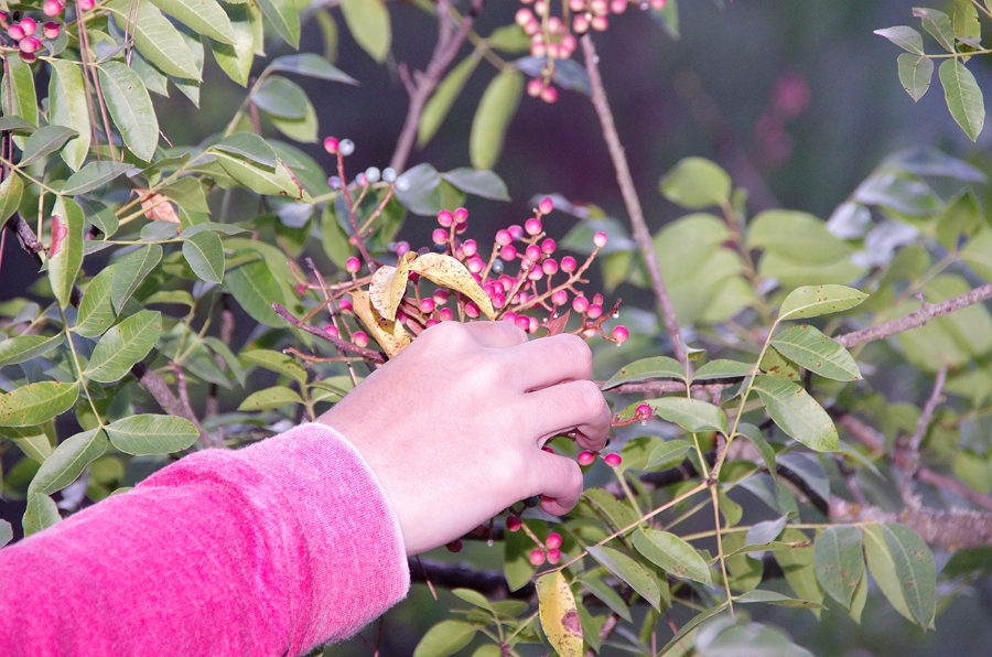 MRBG0438.jpg - 3. G�n | "Seher y�r�y��� - Ku� ve do�a g�zlemleri" | Derey�r�k K�y�, Osmaneli