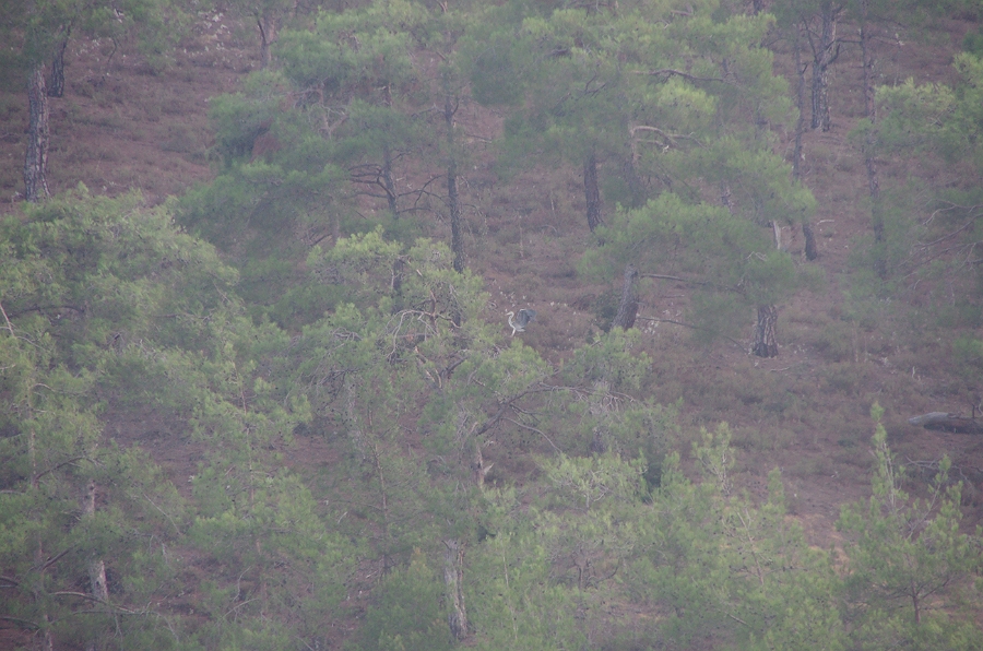 MRBG1202.jpg - 4. G�n | "Seher y�r�y��� - Ku� ve do�a g�zlemleri" | Derey�r�k K�y�, Osmaneli