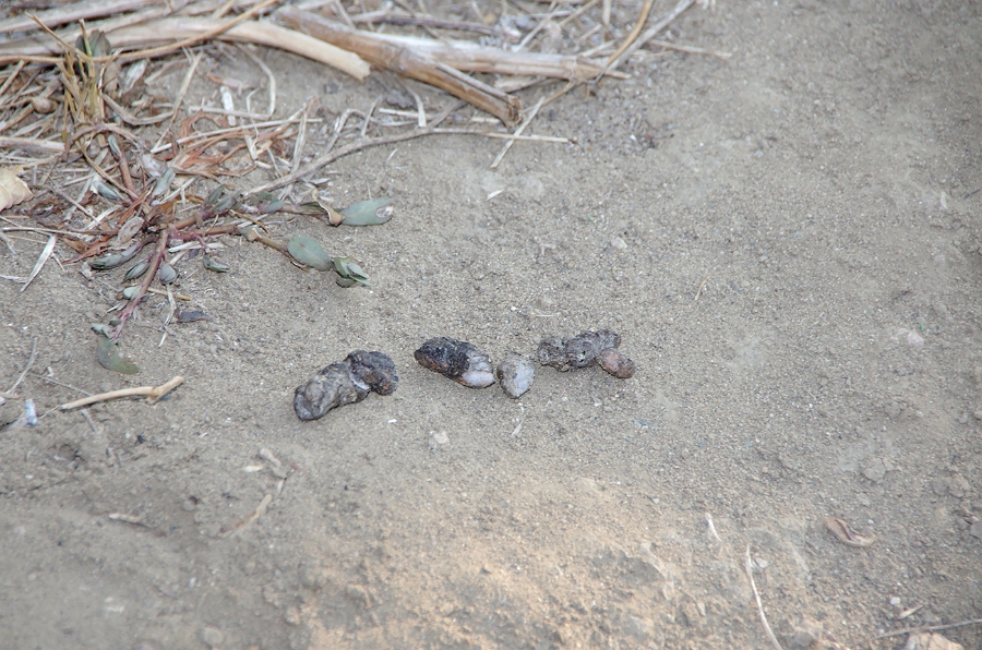 MRBG1275.jpg - 4. G�n | "Seher y�r�y��� - Ku� ve do�a g�zlemleri" | Derey�r�k K�y�, Osmaneli