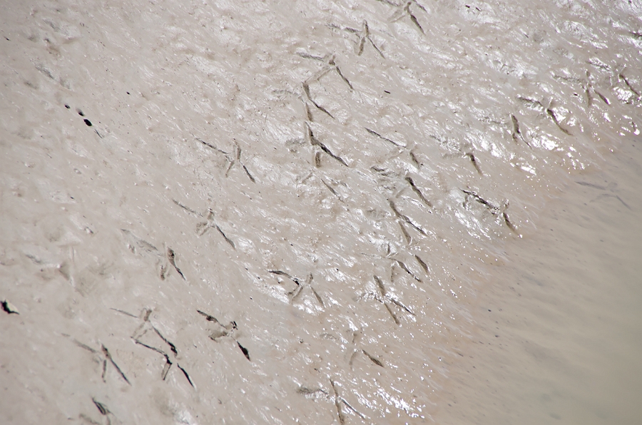 MRBG2201.jpg - 6. g�n  | Sakarya nehri: Suyun devir daimine tan�kl�k | Bilecik