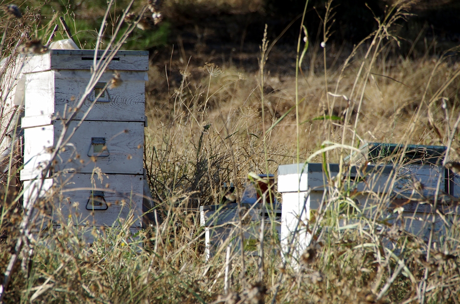 MRBG2497.jpg - 6. g�n  | "Ar�lara kar��mak" | Osmaneli