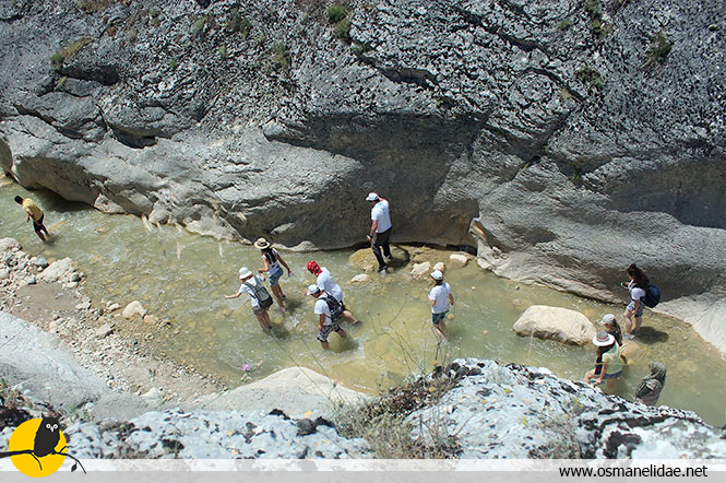 Osmanelidae